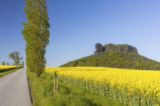 Table mountain Lilienstein surrounded by flowering rape fields (Brassica napus) and poplar avenue