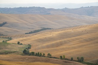 Straw bales on a harvested grain field in a typical Tuscan landscape in Crete Senesi with hills,
