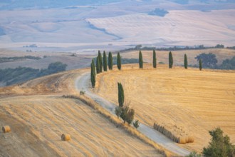 Typical Tuscan landscape in Val d'Orcia with hills, trees, fields, cypresses and farm road in