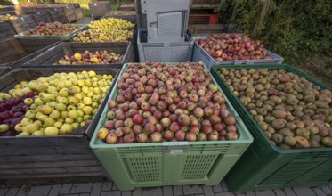 Boxes of fruit delivered to the yard of a cidery, Mecklenburg-Vorpommern, Germany, Europe