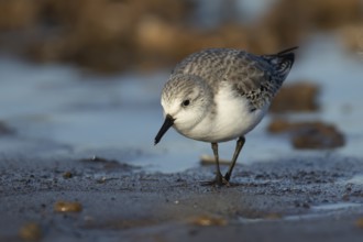 Sanderling (Calidris alba) adult wading bird in winter plumage searching for food on a beach,