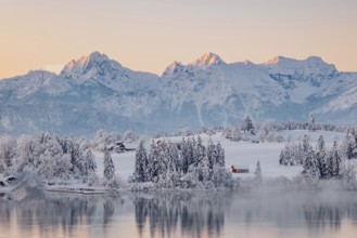 Dawn and sunrise at the wintry Forggensee in a snow-covered winter landscape in the foothills of