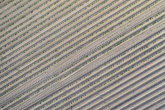 Aerial view of a potato field with ridges and young shoots, Dresden, Saxony, Germany, Europe