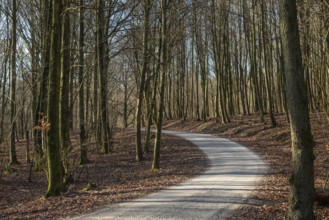 Narrow winding road through forest in spring-winter in Snogeholm nature reserve, Sjöbo