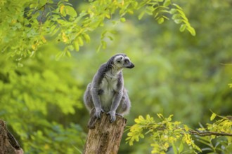 A ring-tailed lemur (Lemur catta) stands high up on a branch of tree with fresh green leafs