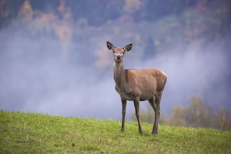 A red deer hind (Cervus elaphus) stands in a meadow on a foggy day