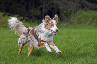 Australian Shepherd, Aussie, breed of herding dog from the United States running in meadow