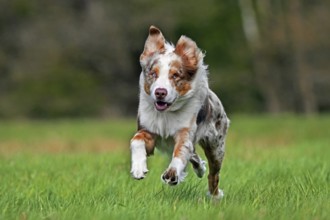 Australian Shepherd, Aussie, breed of herding dog from the United States running in meadow