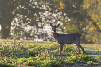 A roebuck (Capreolus capreolus) stands against the light in a meadow at sunrise. A forest can be