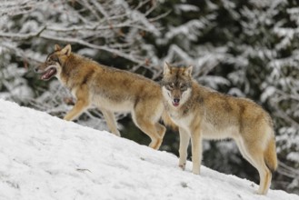 A grey wolf (Canis lupus lupus) stands on a snow-covered meadow on a cold, cloudy day. Another wolf