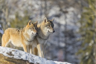 Two grey wolves (Canis lupus lupus) stand on a snow-covered hill between a rock and a fallen tree