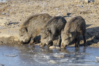 Three wild boars (Sus scrofa) drink water from a small frozen pond with broken ice