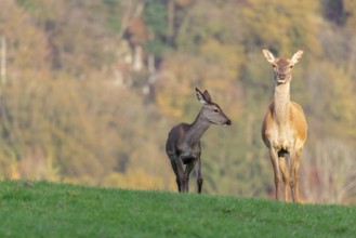 An adult red deer hind (Cervus elaphus) and a calf are standing in a meadow in the beautiful