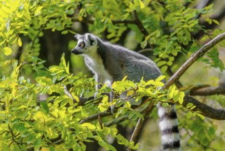 A ring-tailed lemur (Lemur catta) sits high up in a tree on a branch between fresh green leaves