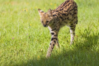 An adult serval, Leptailurus serval, runs across a green meadow