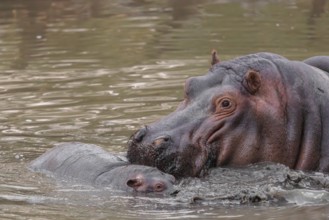 A baby hippopotamus (Hippopotamus amphibius) and its mother swimming in a river