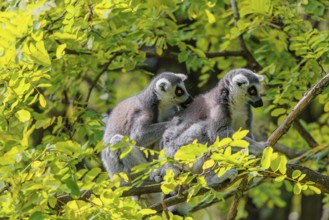 Two ring-tailed lemurs (Lemur catta) sit high up in a tree on a branch between fresh green leaves
