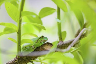 A European tree frog (Hyla arborea) rests on a twig of a bush