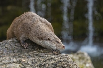 One Eurasian otter (Lutra lutra) resting on a log in front of a little cascade