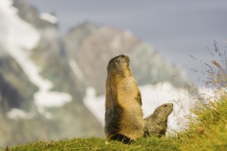 An adult Alpine Marmot, Marmota marmota, stands tall, calling an alert for an eagle approaching. A