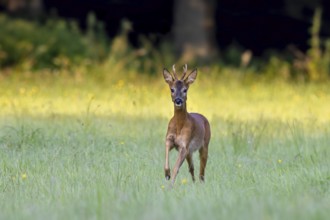 Fleeing European roe deer (Capreolus capreolus) buck, male running through grassland at forest edge