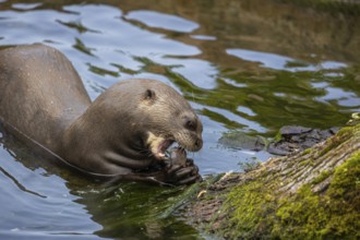 One giant otter or giant river otter (Pteronura brasiliensis) resting on a log lying in the water,