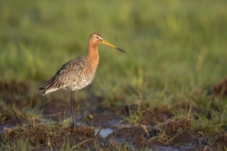 Black-tailed godwit (Limosa limosa), in a wet meadow, Ochsenmoor, Dümmer, Lemförde, Lower Saxony,