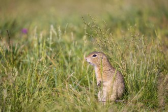 A European ground squirrel (Spermophilus citellus) or European souslik sits in green gras, looking