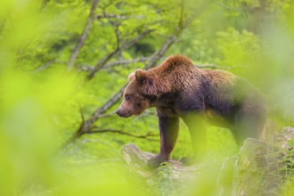 A young male (Ursus arctos arctos) stands on a hilltop on a rotting tree, framed by fresh green