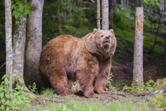 An adult female Eurasian brown bear (Ursus arctos arctos) stands at the edge of the forest