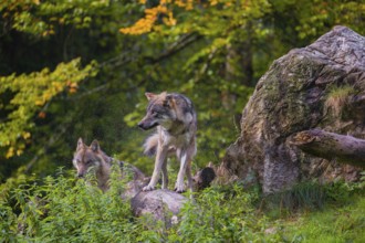 An adult male eurasian gray wolf (Canis lupus lupus) stands on a log and shakes off the water of