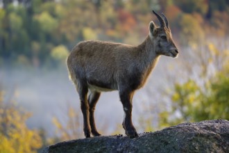 An adult female ibex (Capra ibex) stands on a rock. A forest in autumn colors can be seen in the