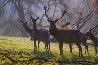 A herd of red deer hind and a stag (Cervus elaphus) stand backlit on a meadow. Early morning light