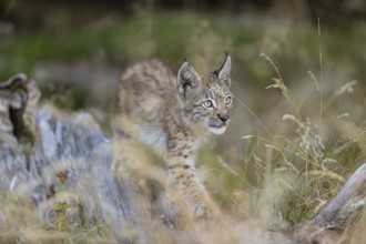 One young (10 weeks old) male Eurasian lynx, (Lynx lynx), walking over a rotten tree