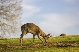 A roebuck (Capreolus capreolus) sweeps his antlers on the ground