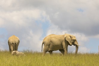 Two adult female African elephants (Loxodonta africana) stand with a baby elephant on a meadow with