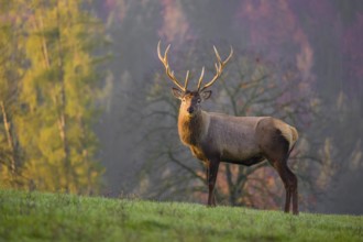 An Altai maral stag, Altai wapiti or Altai elk (Cervus canadensis sibiricus) stands on a meadow in