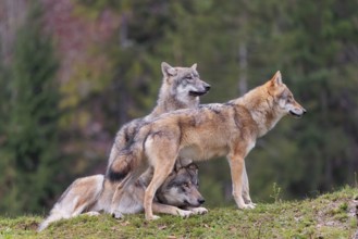 An adult male and a female eurasian grey wolf (Canis lupus lupus) stand on green meadow on top of a
