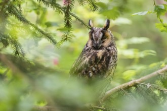 One long-eared owl (Asio otus), sitting on a branch of a tree, between green leaves