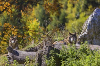 Two eurasian gray wolves (Canis lupus lupus) resting on a small hill between logs and rocks with a