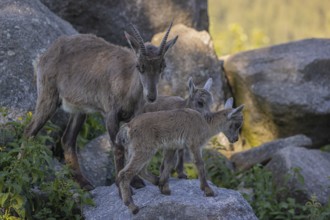 One adult female ibex (Capra ibex) standing on a rock with her two babies next to her. Some rocks