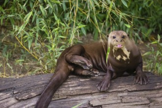 A giant otter or giant river otter (Pteronura brasiliensis) rests on a rotten tree and scratches