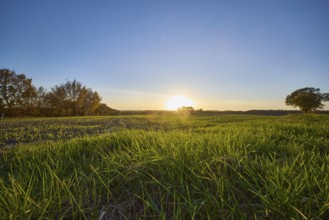 Landscape, grass, fields, trees, sunset, backlight of the sun, frog perspective, Hanstedt in der