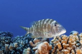 Big-headed snapper (Lethrinus genivittatus), swimming over coral reef, Tuamotu Archipelago, French