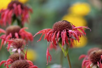 Golden balm (Monarda didyma), also known as Indian nettle or scarlet monard, Münsterland, North