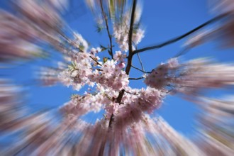 Japanese Cherry, Oriental Cherry, Japanese Cherry Tree, Japanese Blossom Cherry Tree (Prunus