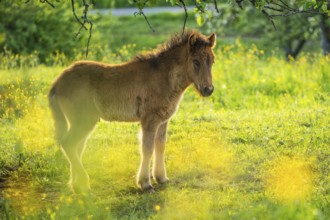 Icelandic horse in a pasture. Foal, brown colour. Evening, golden hour, backlight. Germany