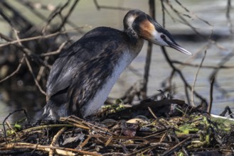 Great Crested Grebe (Podiceps Scalloped ribbonfish) at the nest, Emsland, Lower Saxony, Germany,