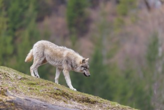A grey wolf (Canis lupus lupus) walks down a hill on a cloudy day. A forest can be seen in the
