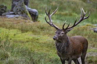 Red deer (Cervus elaphus) Rutting behaviour captive Germany